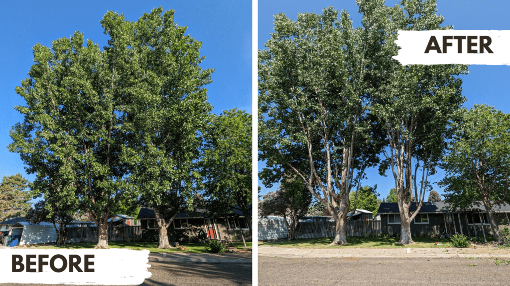 Tree Trimming in Ellensburg, WA - Cottonwoods